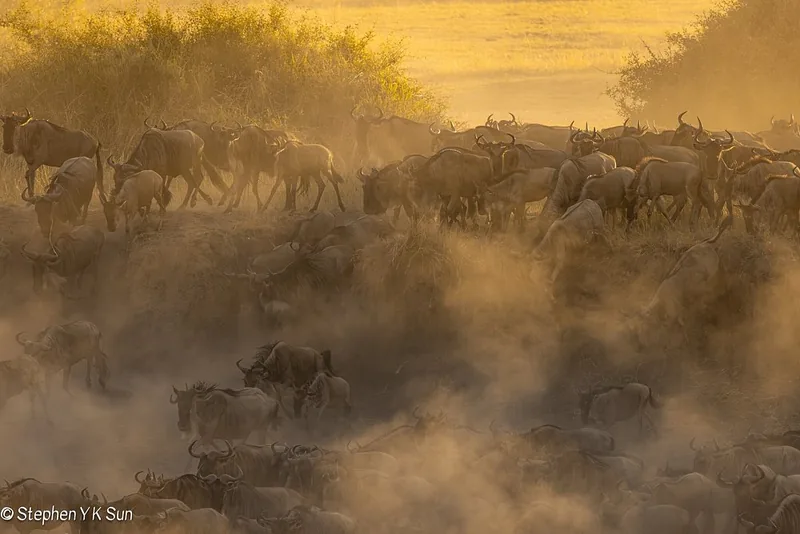 10 Days National Parks Lake Natron & Great Migration Tour - Tanzania safari